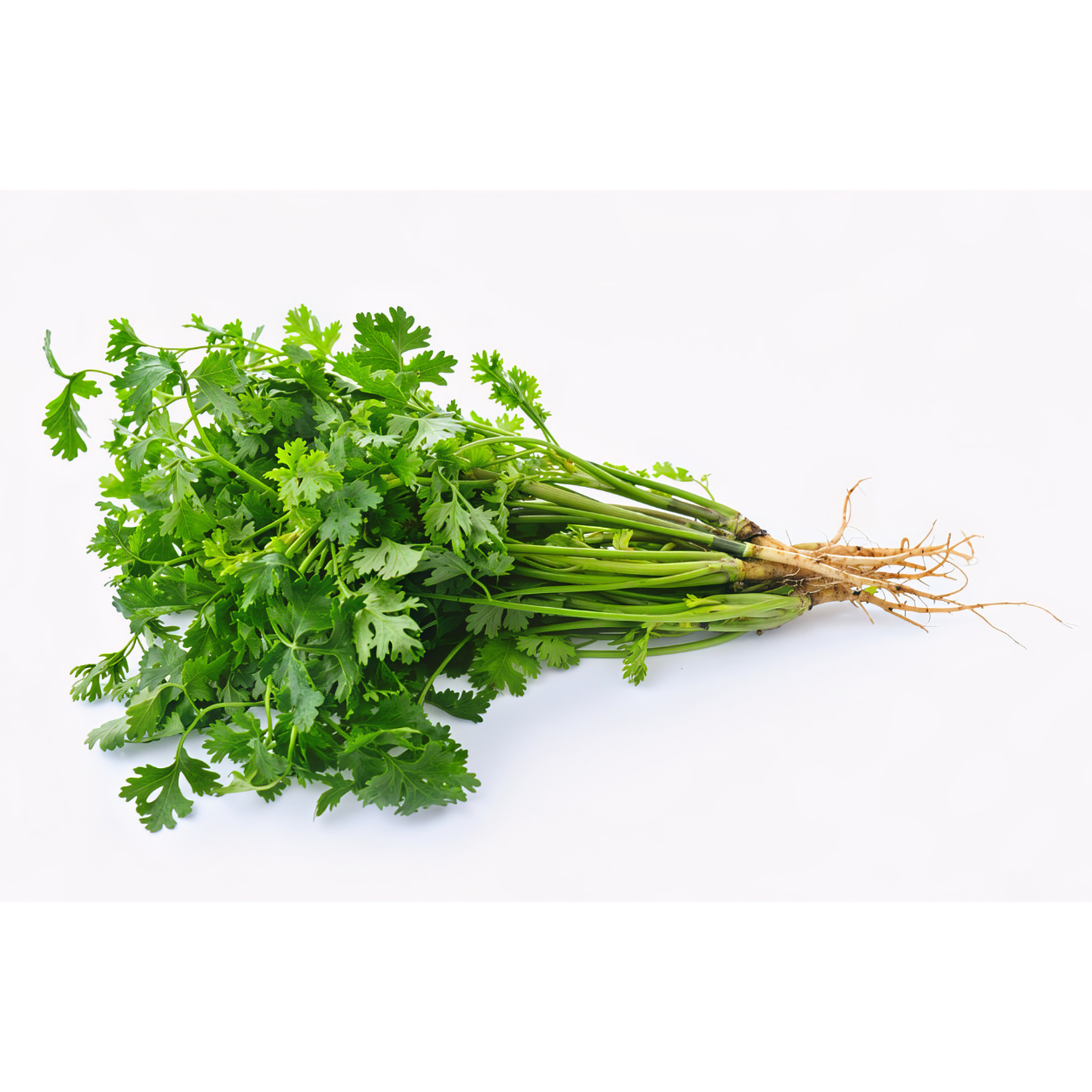Coriander Bunch (Dhaniya Patta)